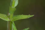 Branched hedgehyssop